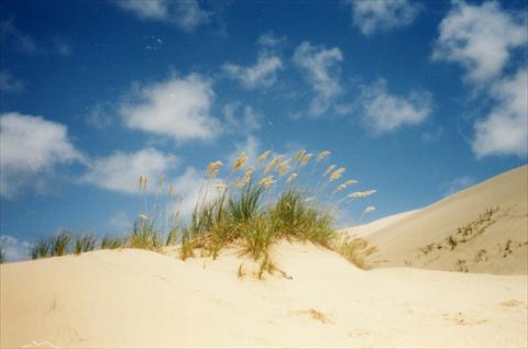 Grass and dunes