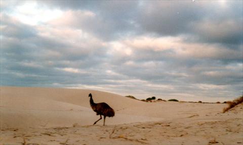 An emu on a morning walk