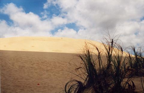 Grass on dunes