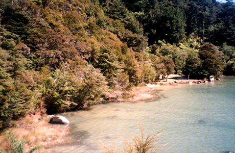 Trees at the beach