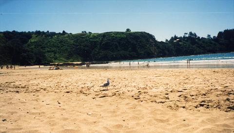 Seagull at the beach