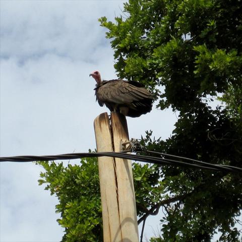 Vulture on electricity pole