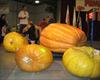 Huge pumpkins