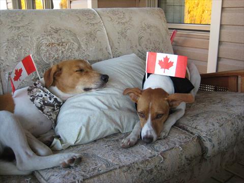 Our Canadian dogs