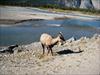 Mountain Sheep