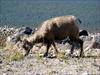 Mountain Sheep