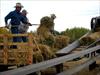 Traditional harvest