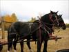 Traditional harvest