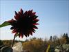 Red Sunflower