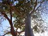 Baobab tree with fruit